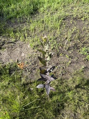 Pluchea foetida foetida