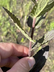Pluchea foetida foetida