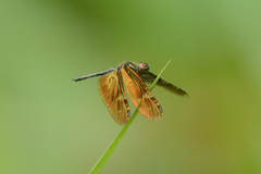 Rhyothemis obsolescens