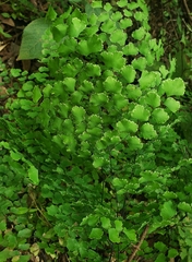 Adiantum amplum