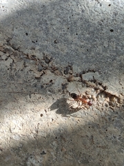 Camponotus nylanderi