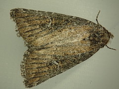 Condica mersa