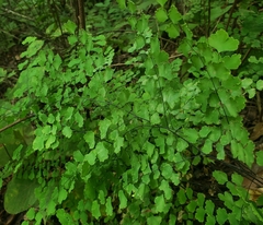 Adiantum amplum