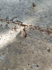 Camponotus nylanderi