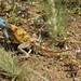 Agama anchietae - Photo (c) Cody Coyotee Howard, algunos derechos reservados (CC BY-NC), subido por Cody Coyotee Howard