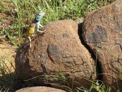 Agama anchietae