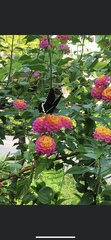 Lantana camara