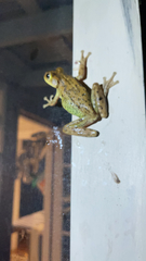 Osteopilus septentrionalis