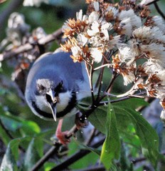 Apalis thoracica claudei