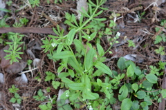 Myosotis verna