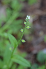 Myosotis verna