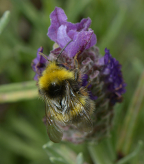 Bombus pratorum