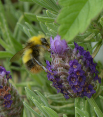 Bombus pratorum