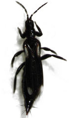 Desmidothrips walkerae
