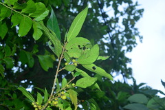 Ficus cumingii terminalifolia