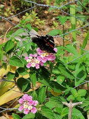 Vanessa atalanta