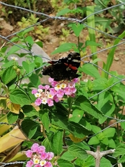 Vanessa atalanta