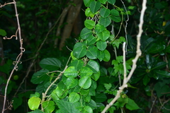 Cynanchum lanhsuense