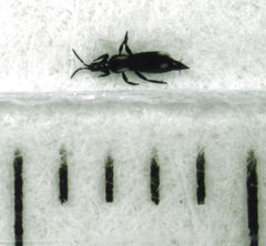 Desmidothrips walkerae