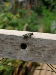 Megachilini