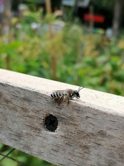 Megachilini