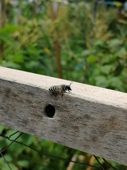 Megachilini