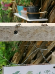 Megachilini
