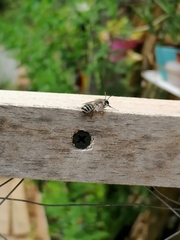 Megachilini