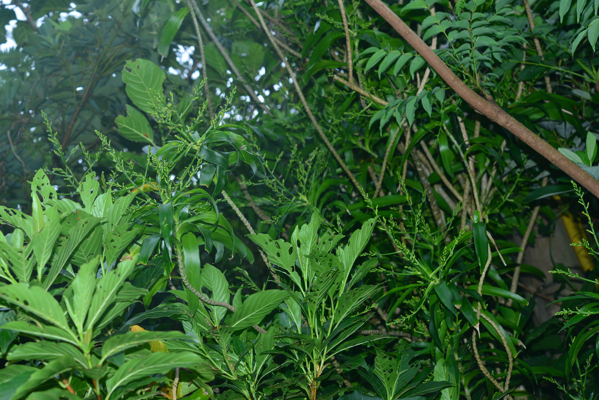 Dracaena angustifolia