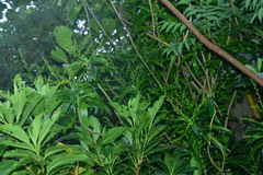 Dracaena angustifolia