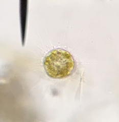 Heliozoa