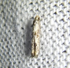 Elachistidae