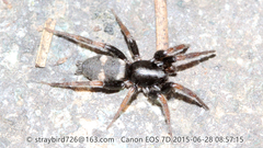 Kishidaia