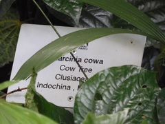 Garcinia cowa