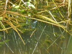 Coenagrion puella