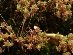 Portulaca sedifolia