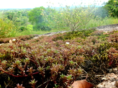 Portulaca sedifolia