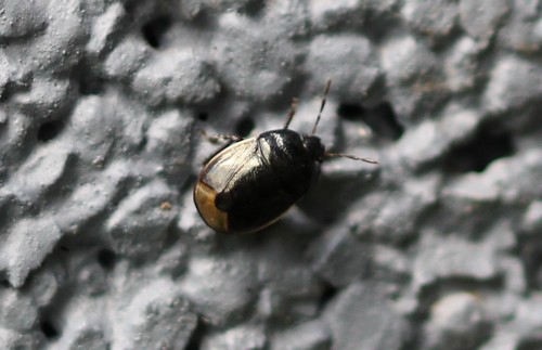Legnotus limbosus