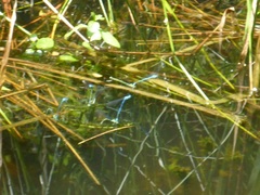 Coenagrion puella