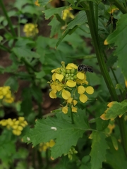 Megachile