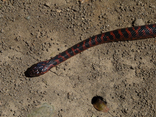 Mangrove Cat-eyed Snake