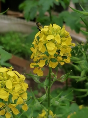 Megachile