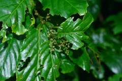 Maesa lanyuensis