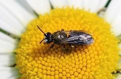 Hylaeus