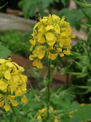 Megachile