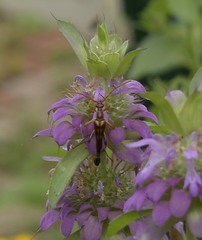 Strangalia virilis