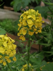 Megachile