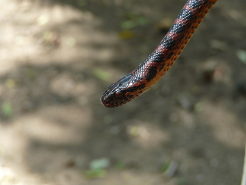 Mangrove Cat-eyed Snake