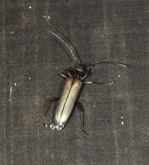 Centrodera decolorata