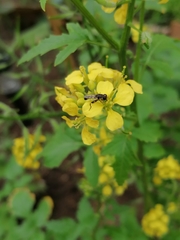 Syritta pipiens